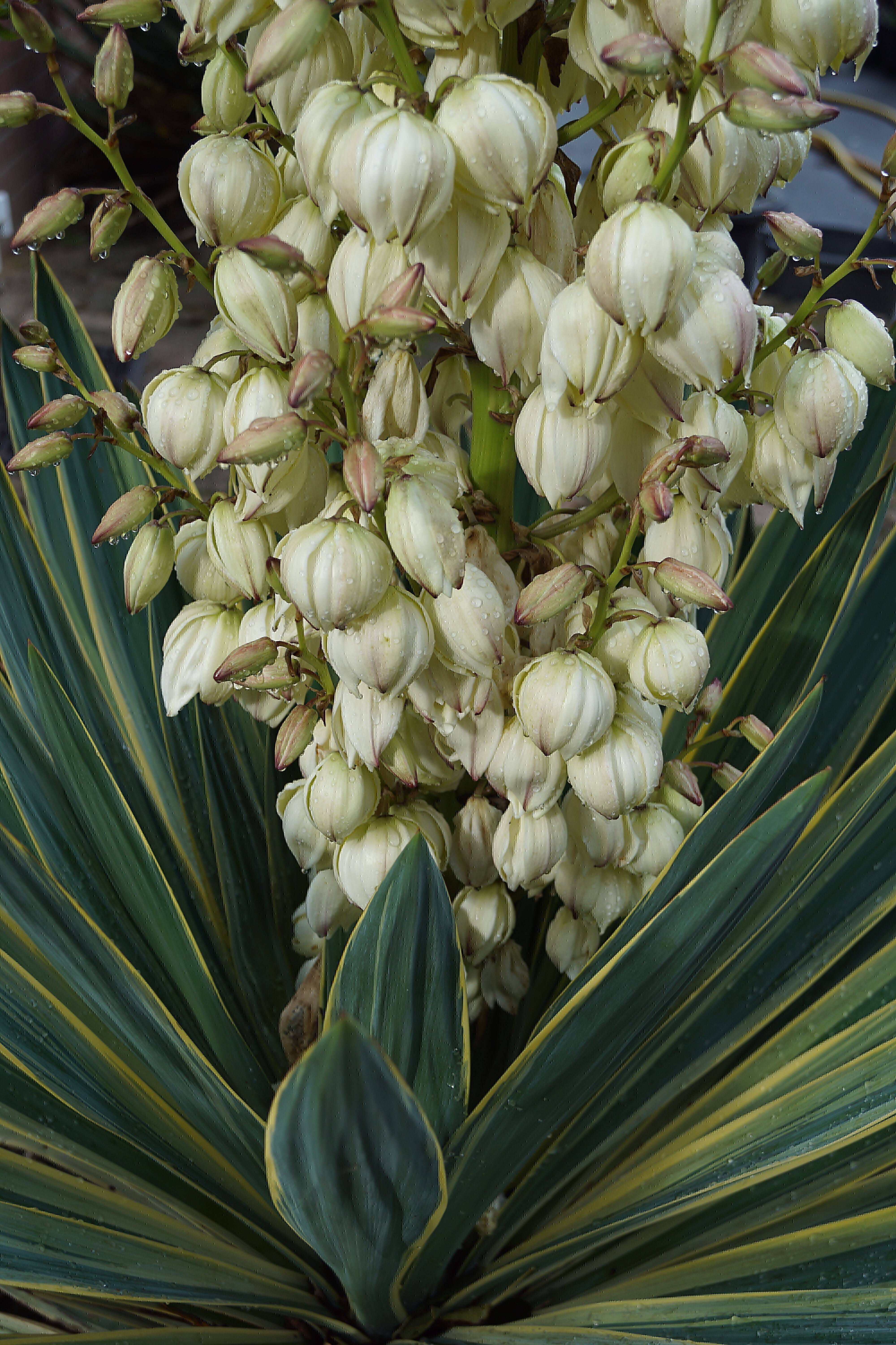 Yucca gloriosa Variegata_001